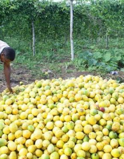 Productores de Chinola en Ocoa dicen enfrentar situación económica dificil